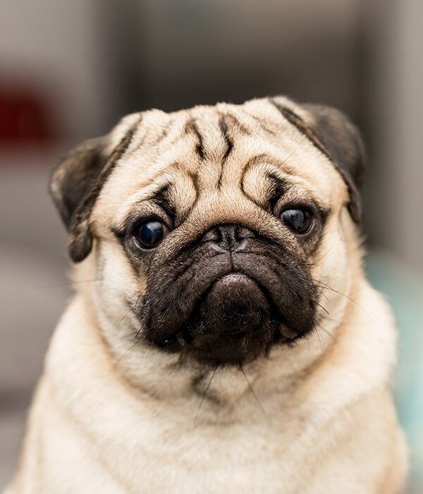 Pet Boarding in Kempsey Furhill Pet Boarding