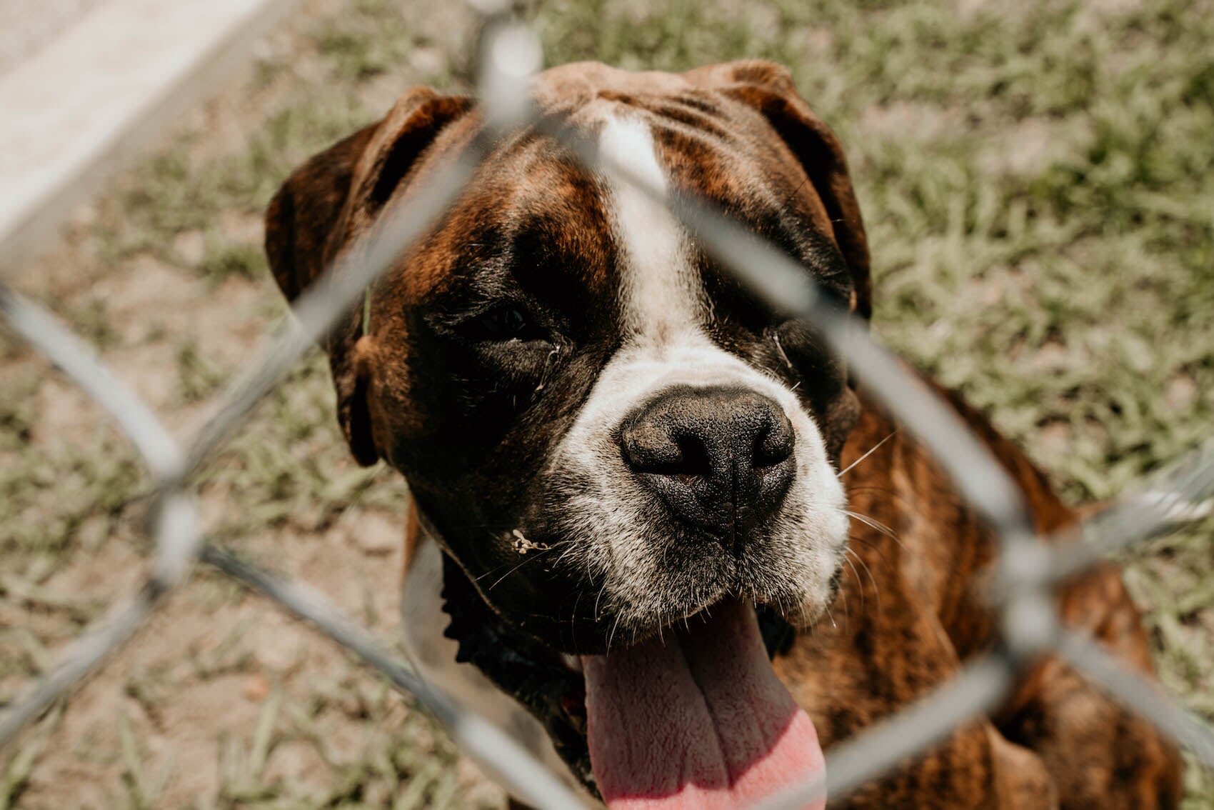 Dog Kennel in Kempsey Furhill Pet Boarding