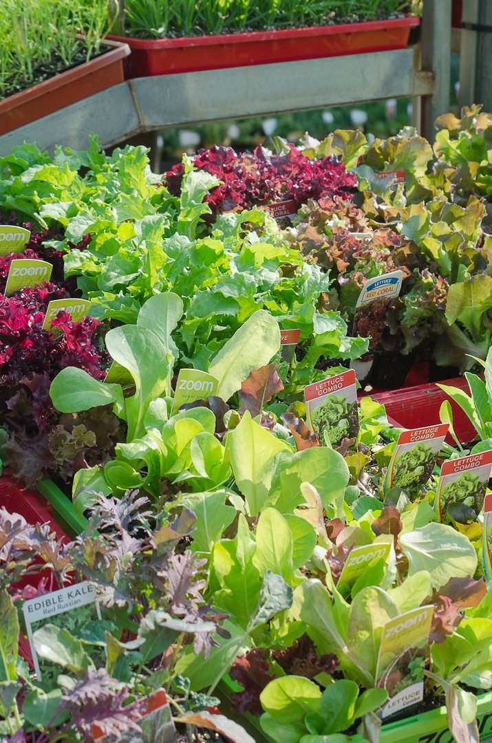 Herb, Vegetable & Flower Seedlings Timbara Garden Centre