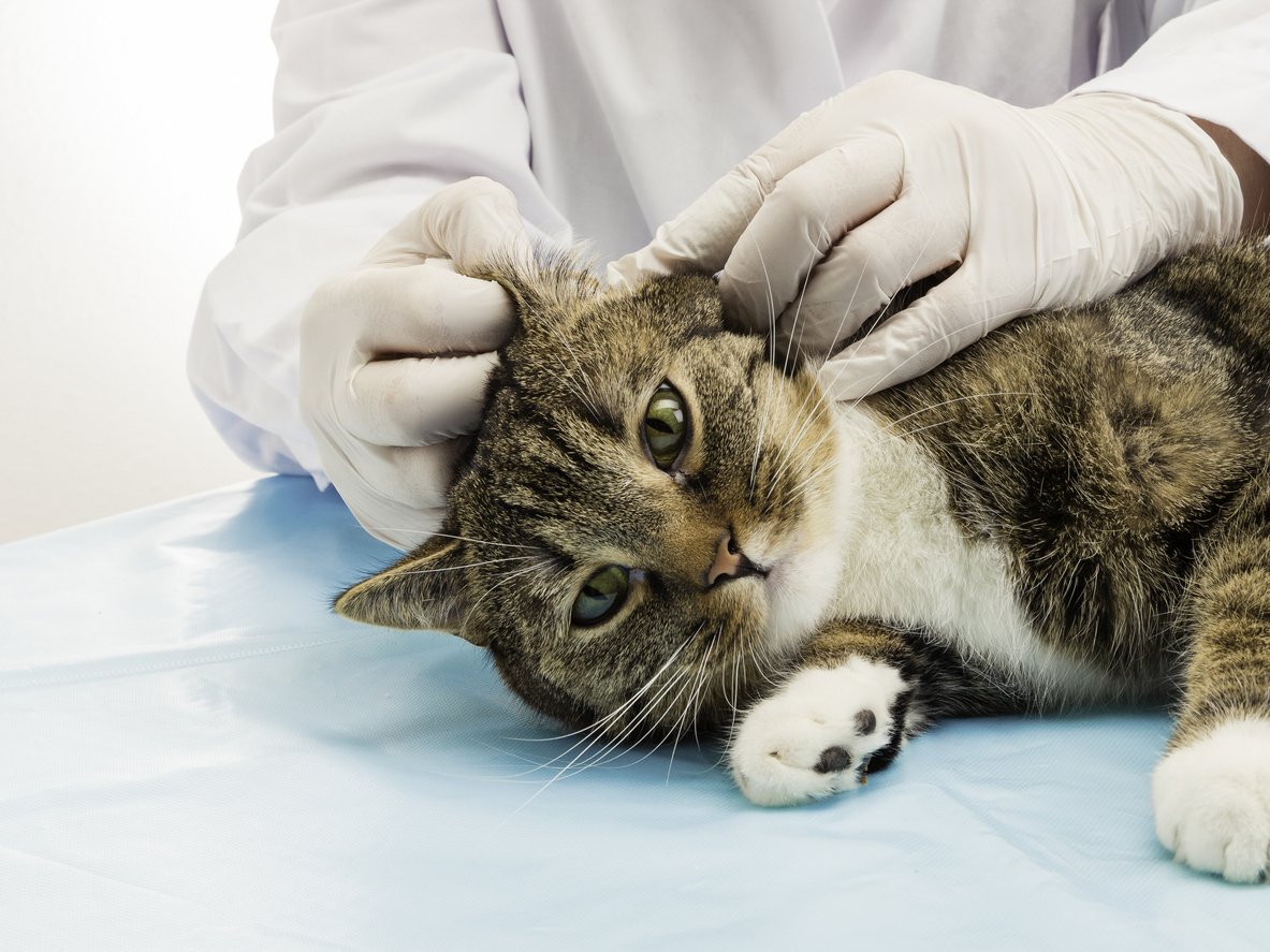 Abilene Animal Hospital Abilene, TX Ear Care