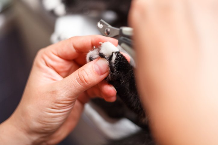 Abilene Animal Hospital Abilene, TX Cat Grooming