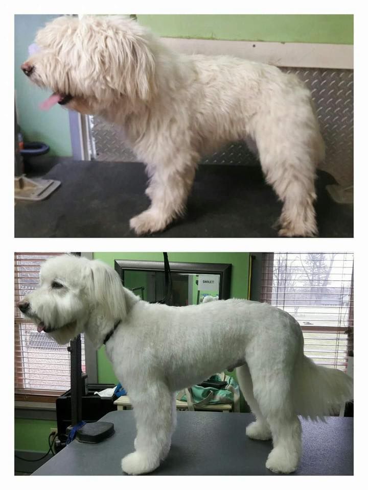 Pet Grooming Niles, MI Bunk & Biscuit