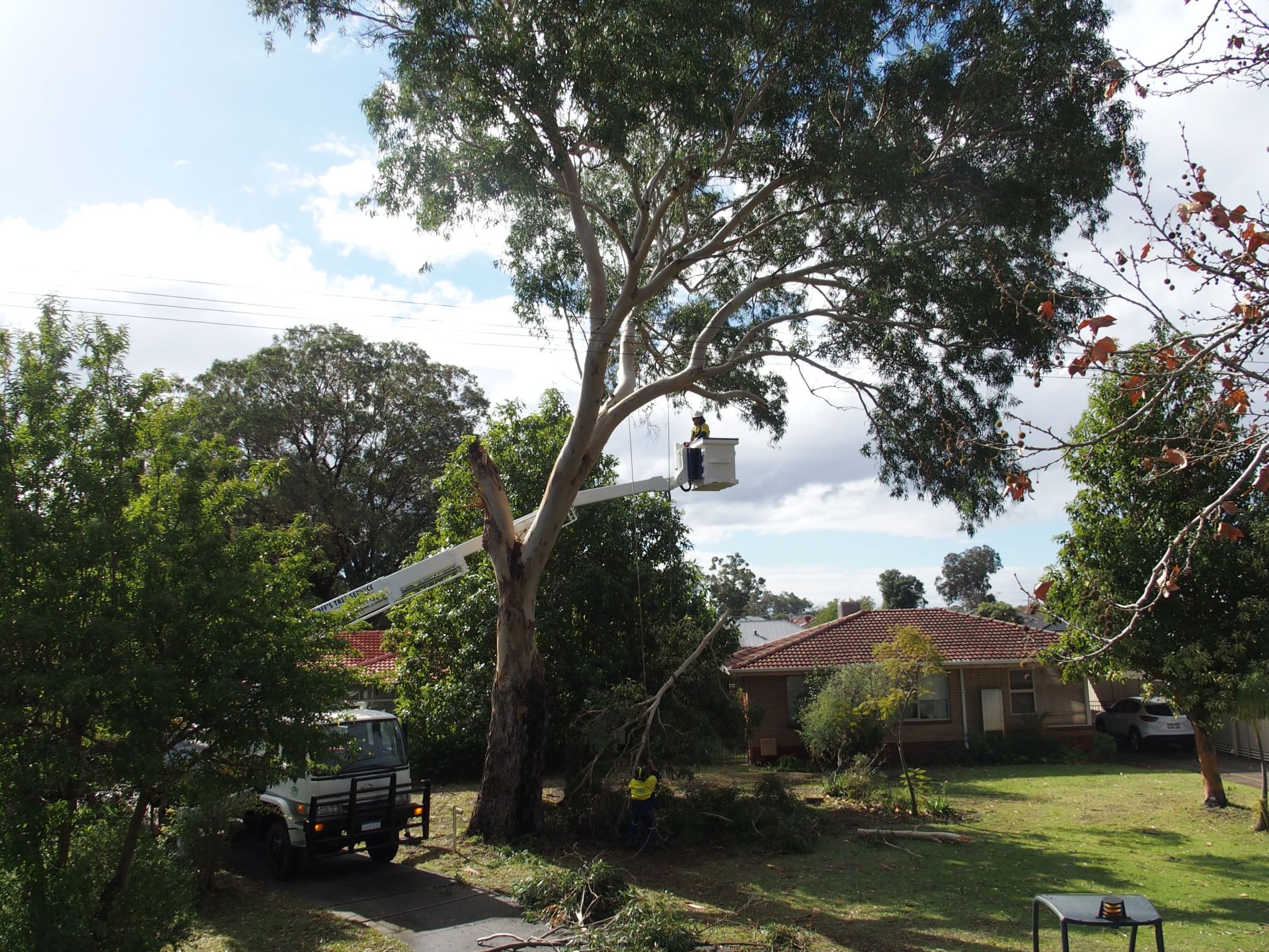 Tree work Perth Geoff's Tree Services