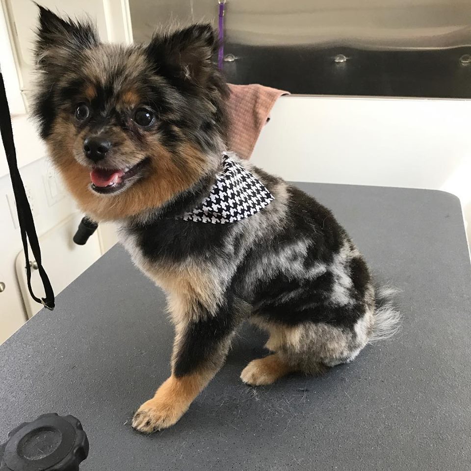 Local Mobile Groomer Southlake, TX Houndstooth Mobile Grooming