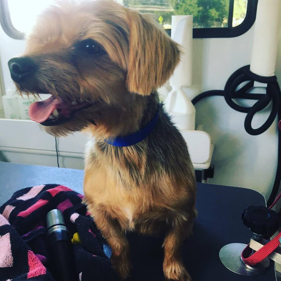 Local Mobile Groomer Southlake, TX Houndstooth Mobile Grooming