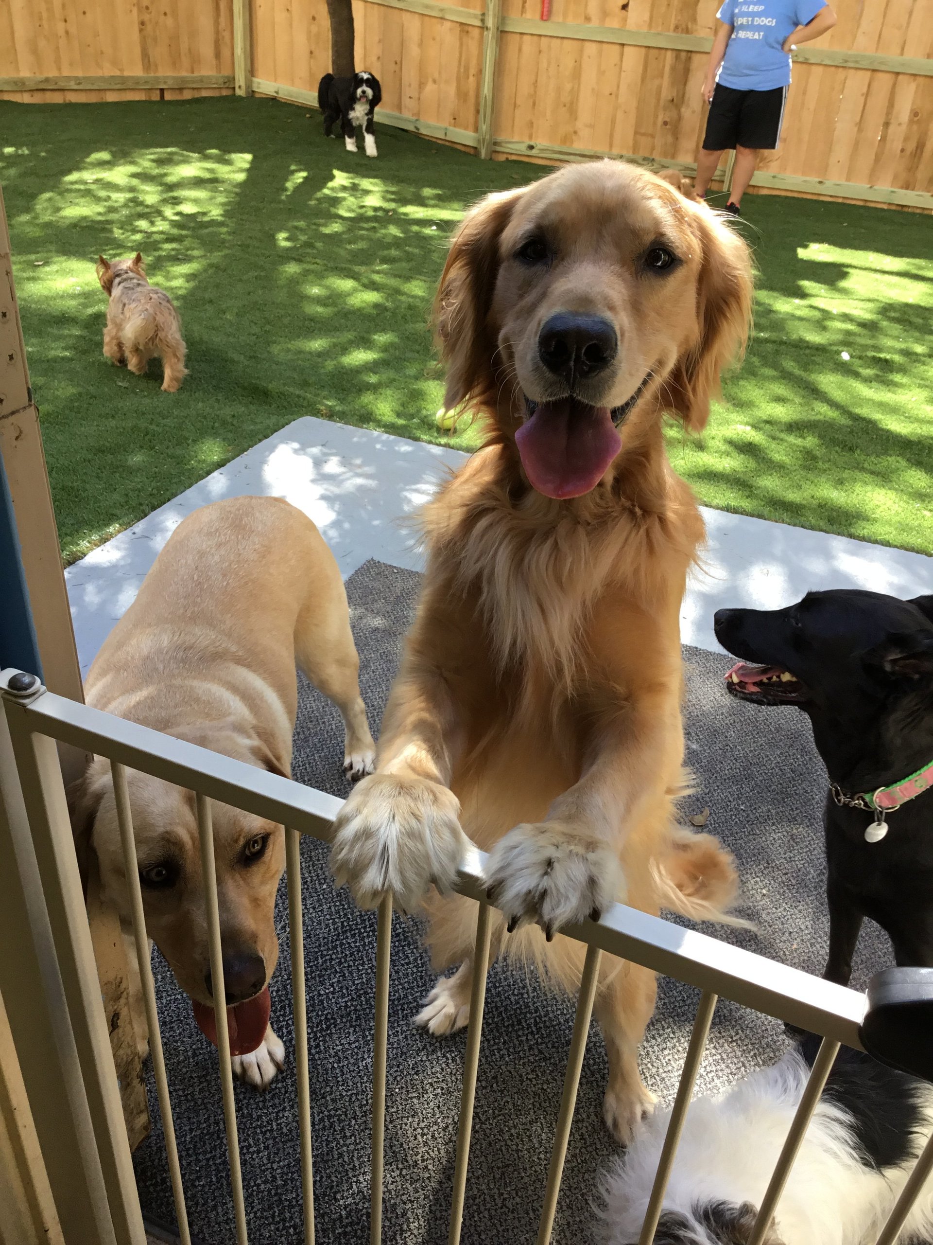 All About Pets Hilton Head Island