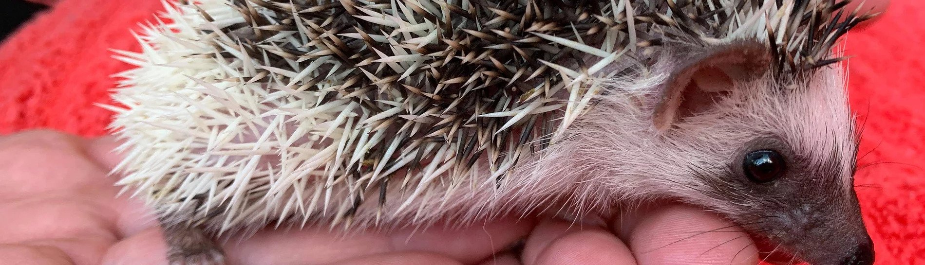 Hedge of Alaska USDA Licensed Hedgehog Breeder Kenny Lake, Alaska