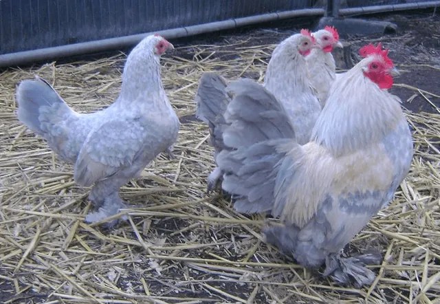 Pure breed bantam hens for sale