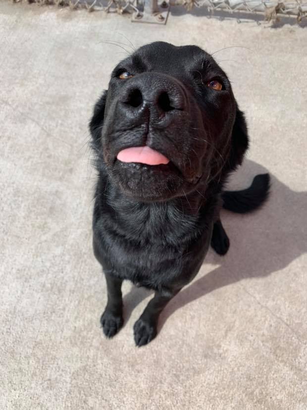 Stay and Play Pet Resort Grand Forks, ND Home