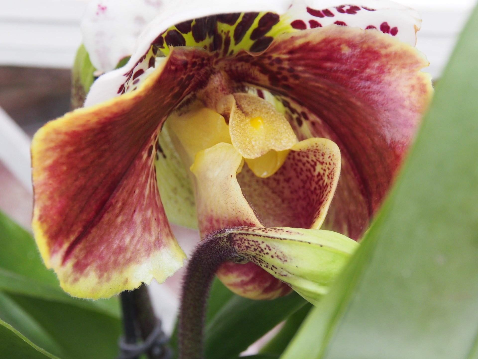 vivaio vendita piante e fiori San Fior Conegliano Treviso