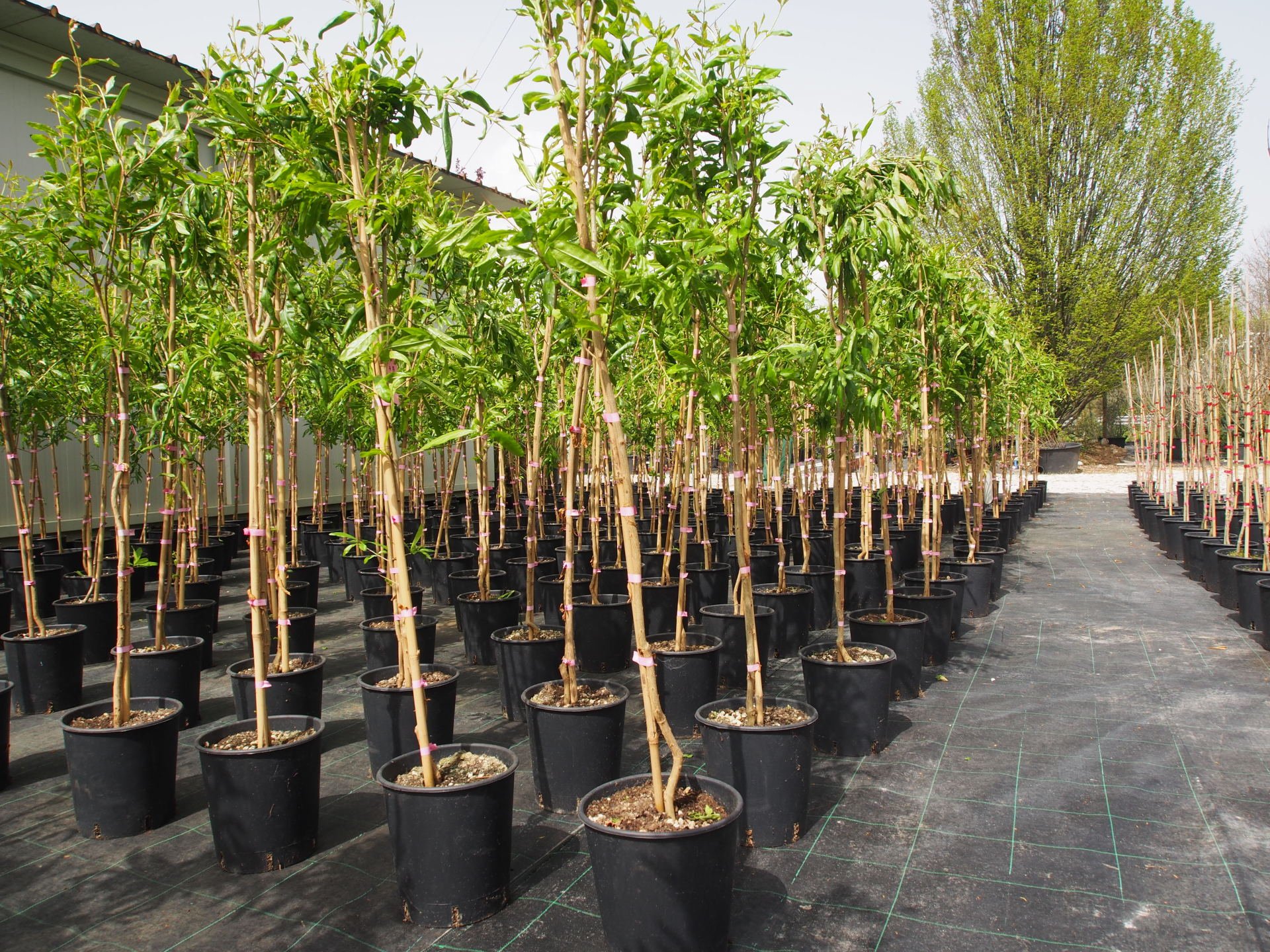vivaio vendita piante e fiori San Fior Conegliano Treviso
