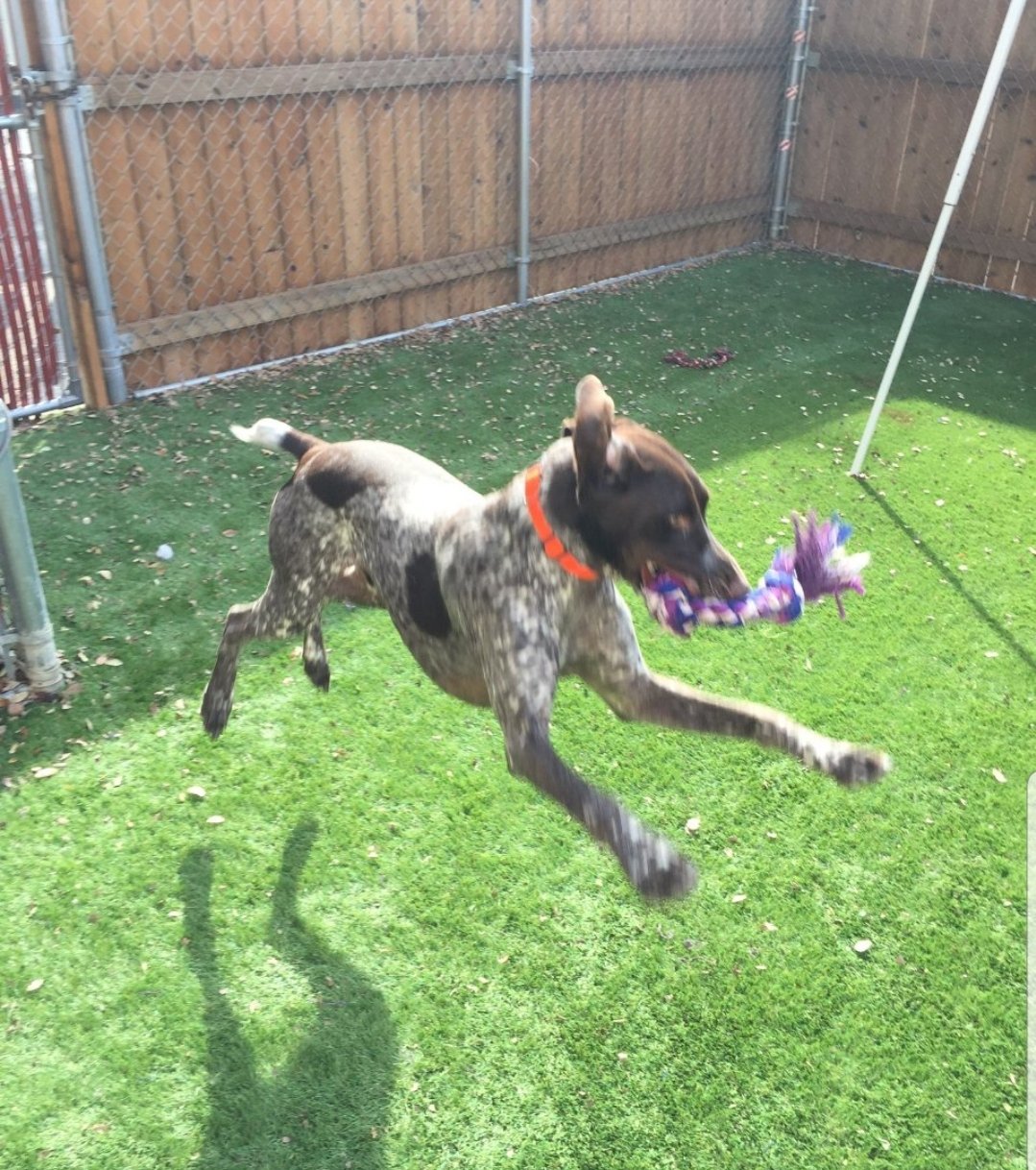 Gallery Pet Spa San Antonio, TX Tail Waggerz Day Care and Boarding