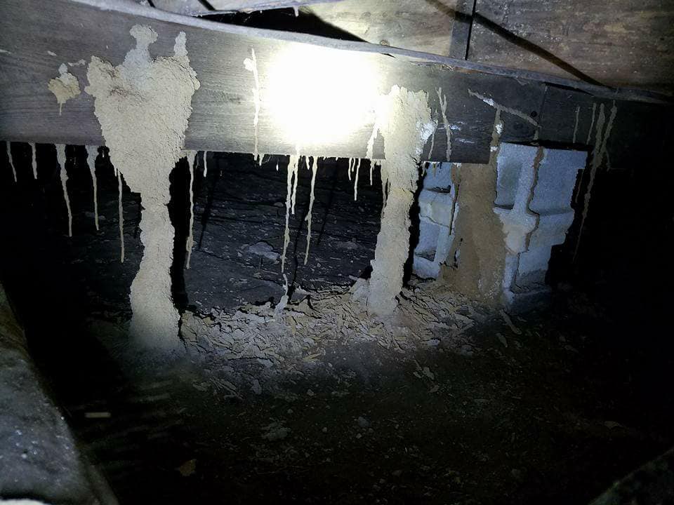 Termite Control Pest Control for Sanford, Fayetteville, Lumberton