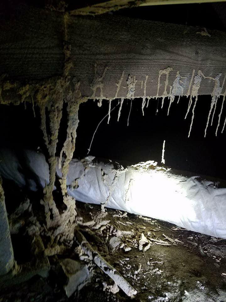 Termite Control Pest Control for Sanford, Fayetteville, Lumberton