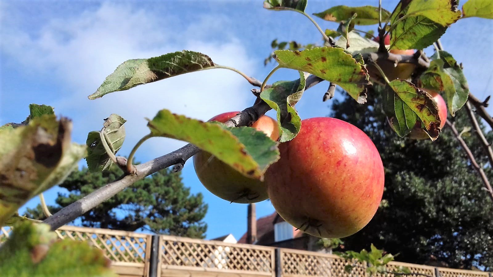 Fruit Tree Care During the Winter
