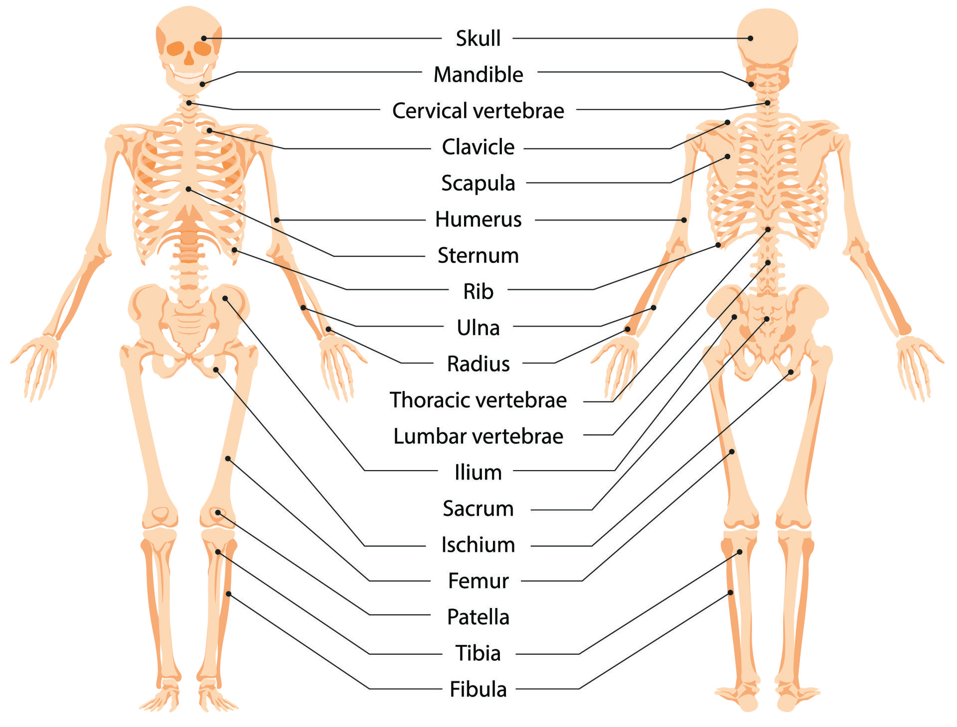 Bone Anatomy and Function