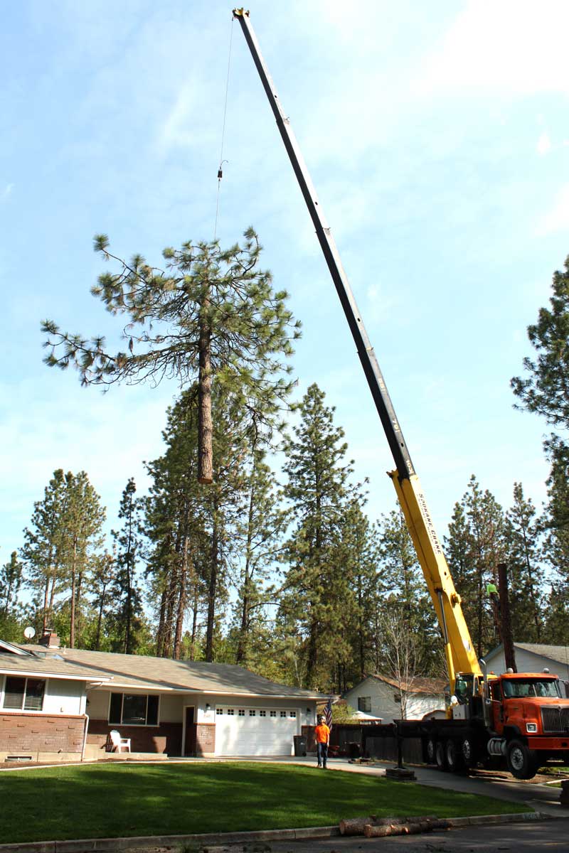 Expert Tree Removal Spokane, WA Sam's Tree & Landscape LLC