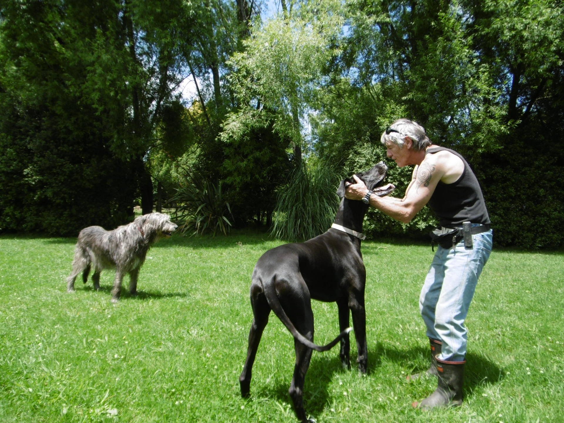 Kennel Waikato, NZ Brackendell Boarding Kennels & Cattery