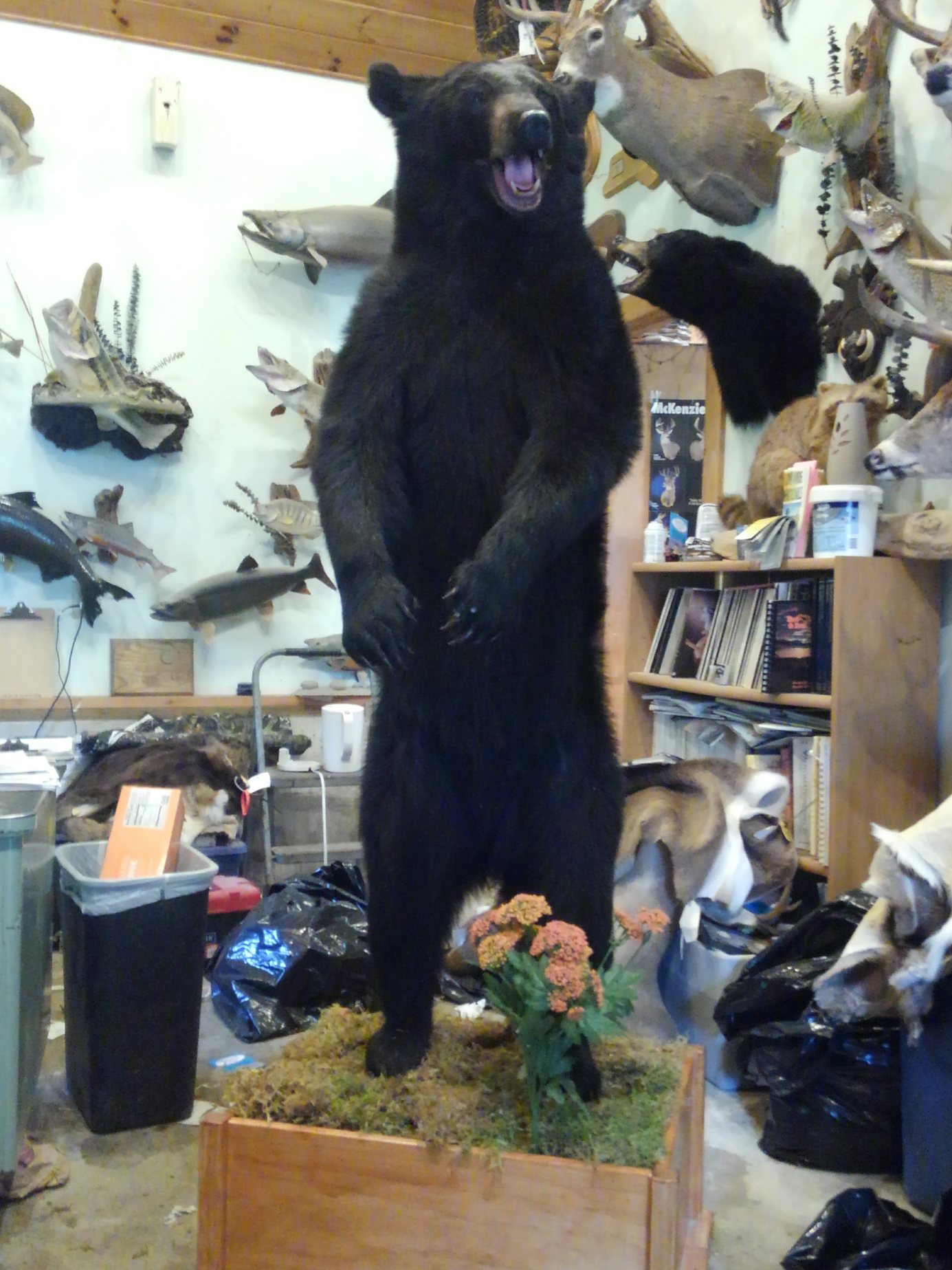 Taxidermy Services Lowville, NY Wilderness Walt's Taxidermy