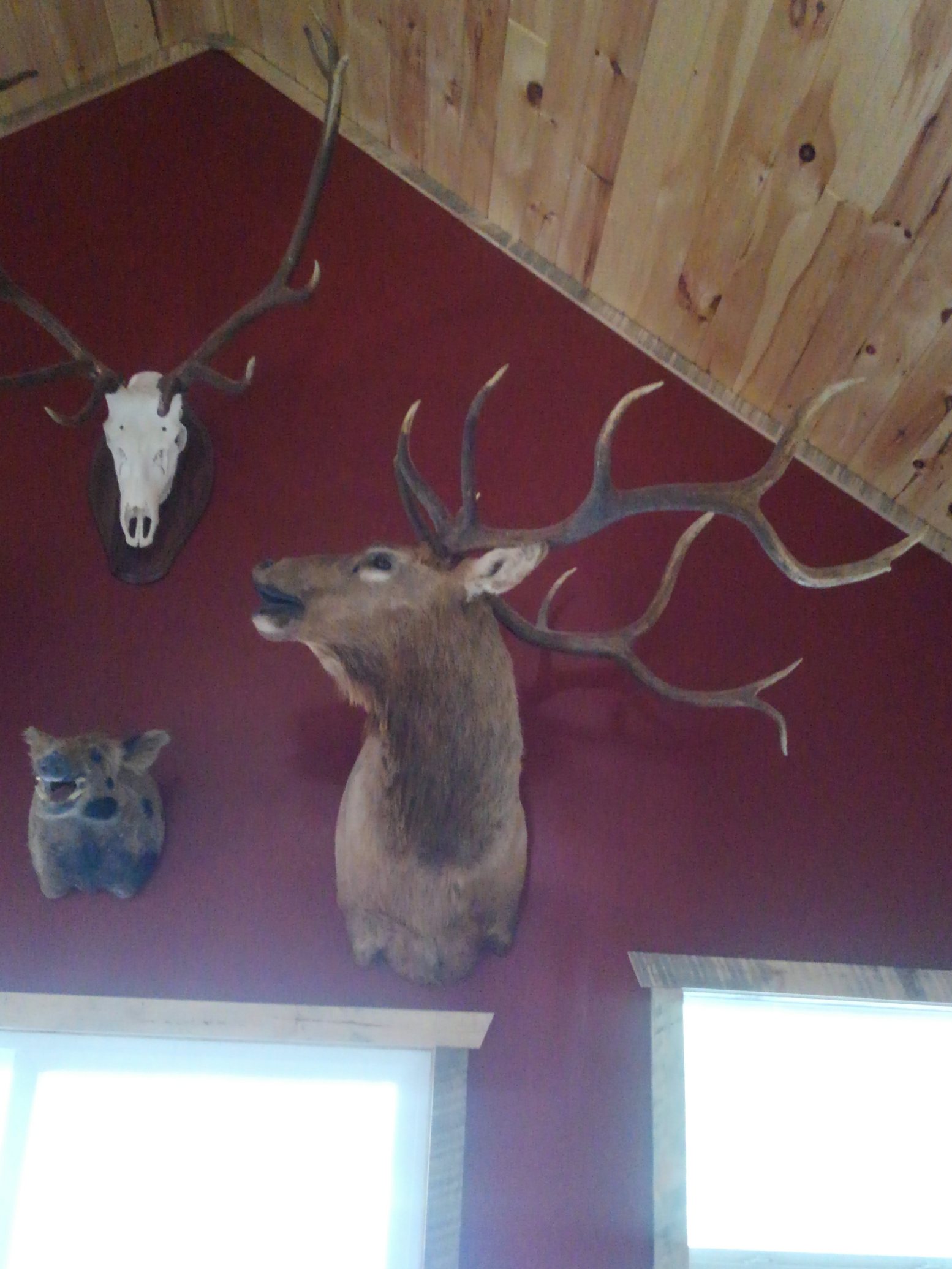 Taxidermy Services Lowville, NY Wilderness Walt's Taxidermy