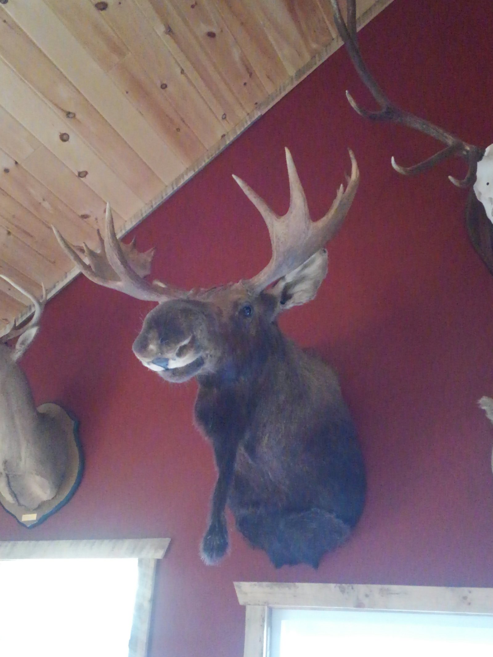 Taxidermy Services Lowville, NY Wilderness Walt's Taxidermy