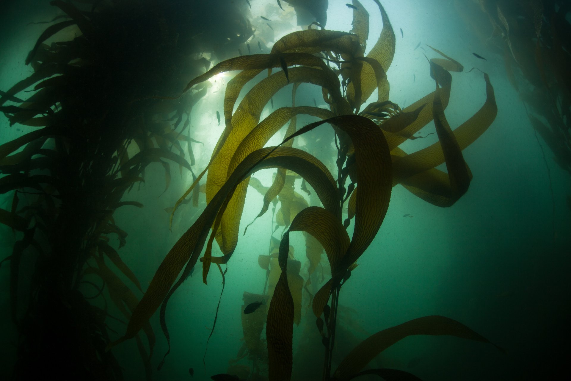 B.C. Kelp Farming is an Untapped Resource