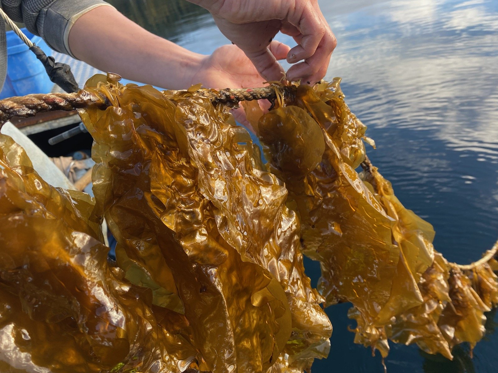 Kelp farming as a climate solution on Cortes Island