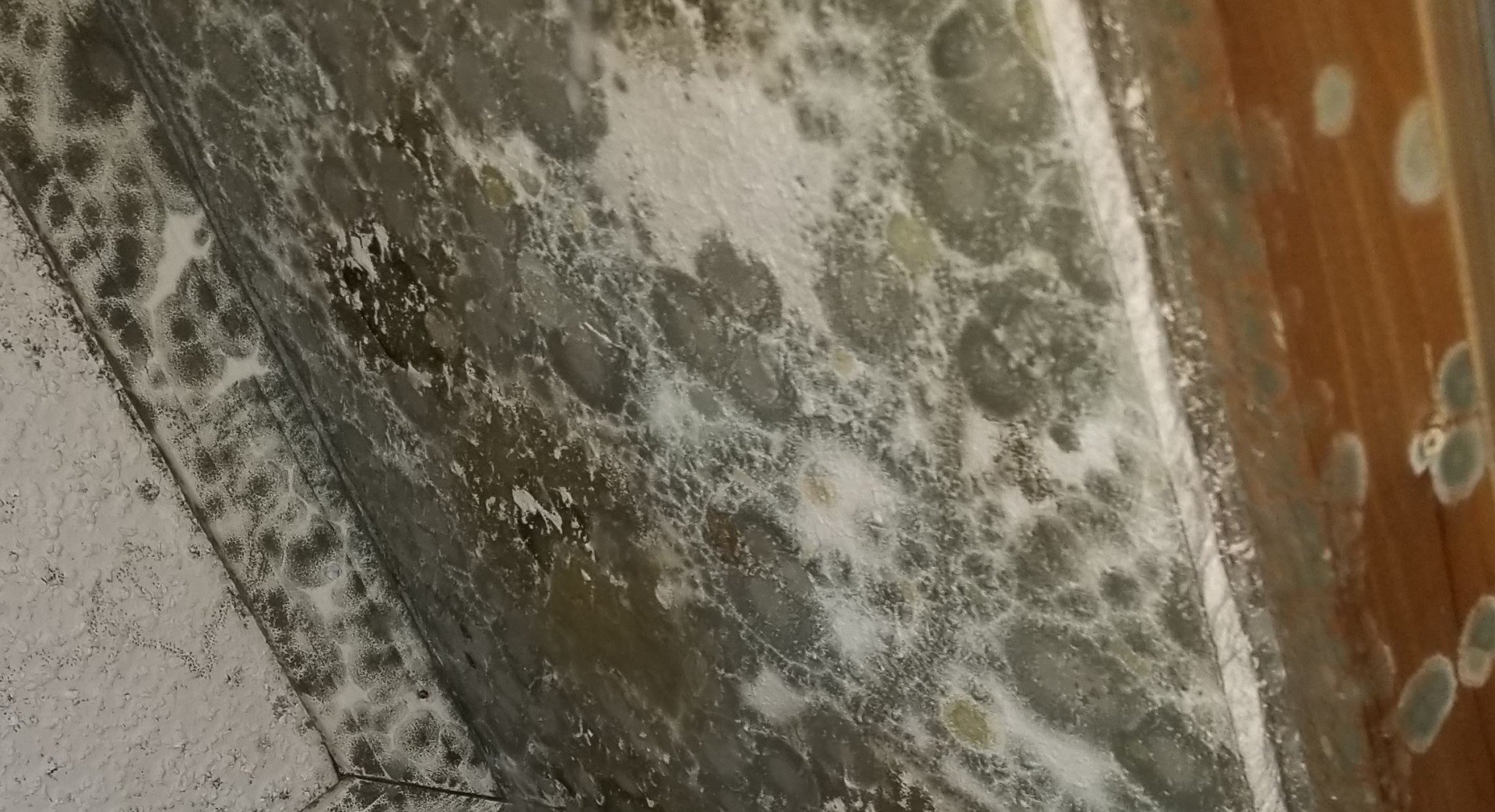 How Dangerous is Mold in Your Home?