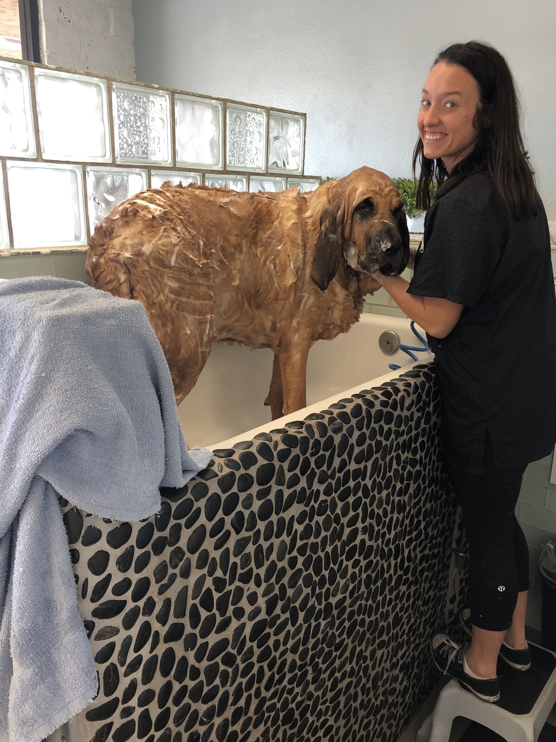 Photos Diego's Dogs Grooming 24 hour dog daycare san diego ca 92126