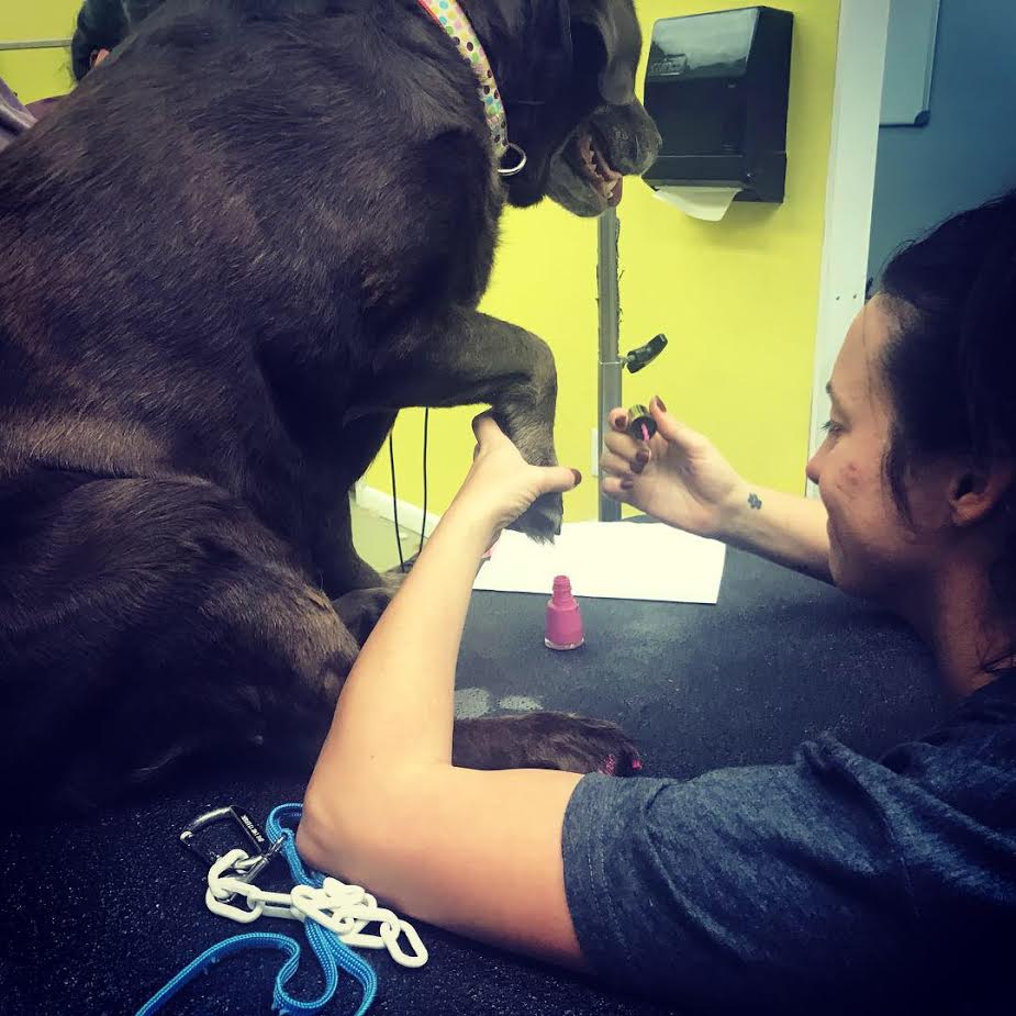 Photos Diego's Dogs Grooming 24 hour dog daycare san diego ca 92126