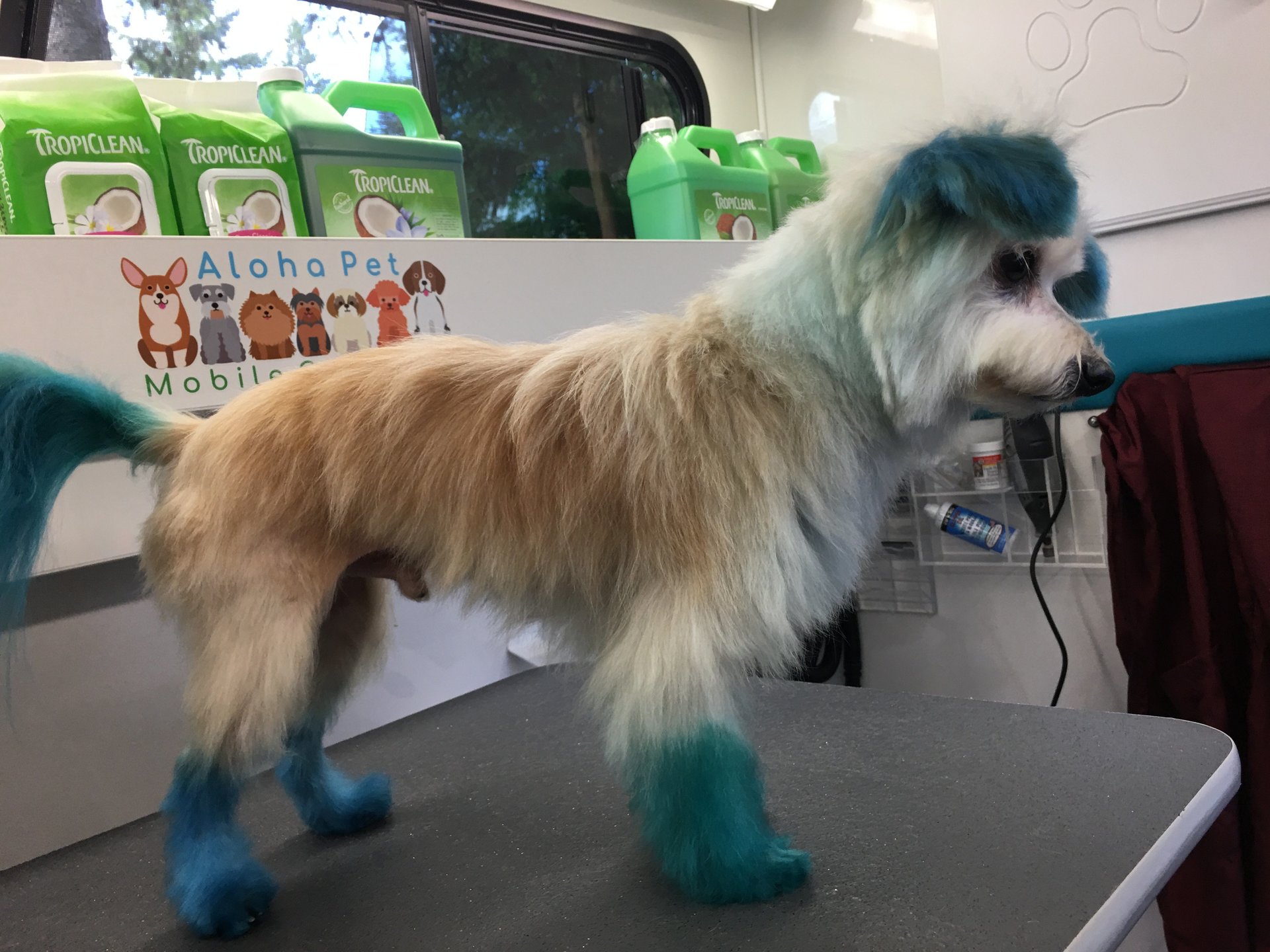 Aloha Pet Mobile Grooming Services in Silverdale Pulsbo Bainbridge Island