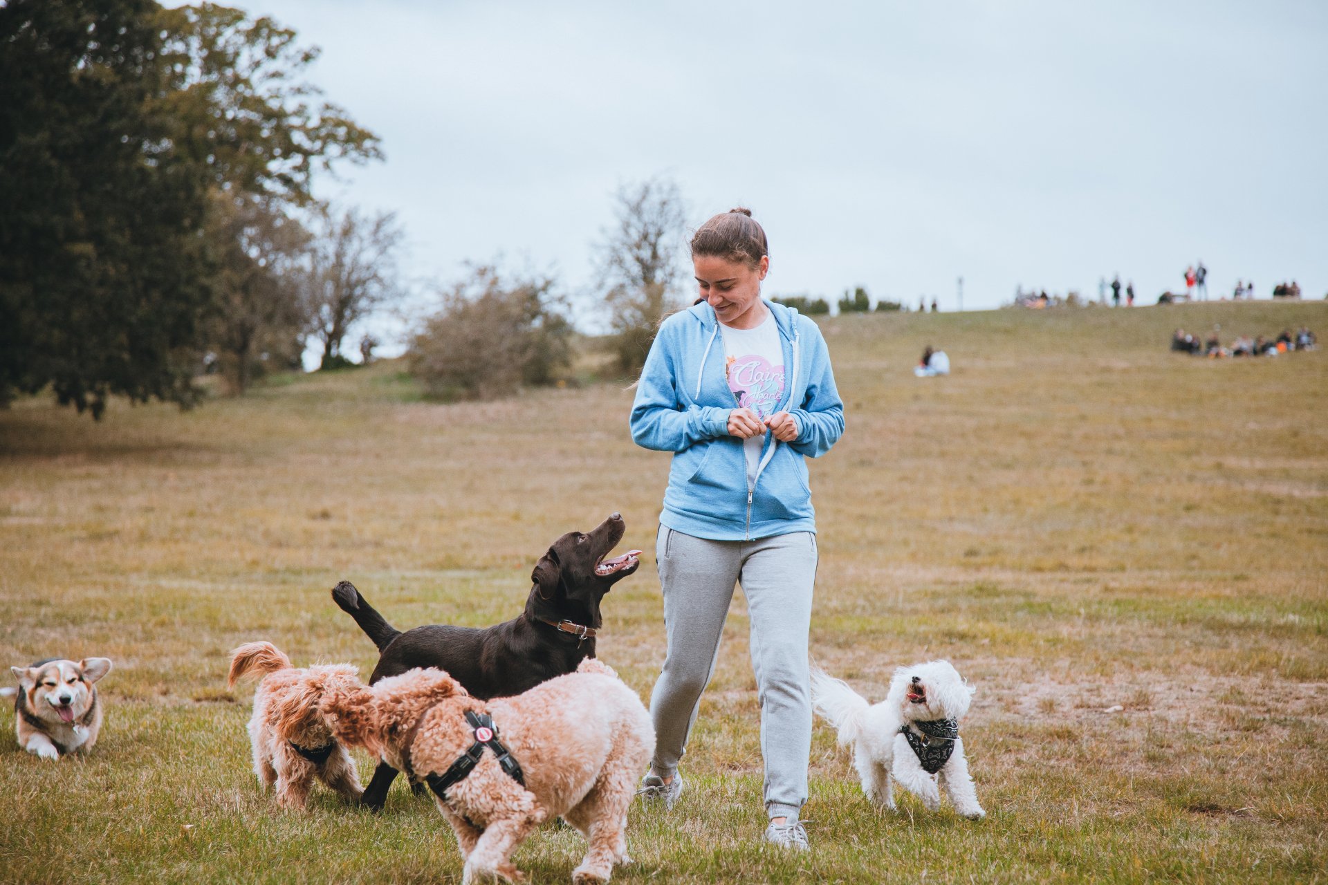 Dog Walking, Doggy Daycare Clair's Hearts & Paws Dog Walking