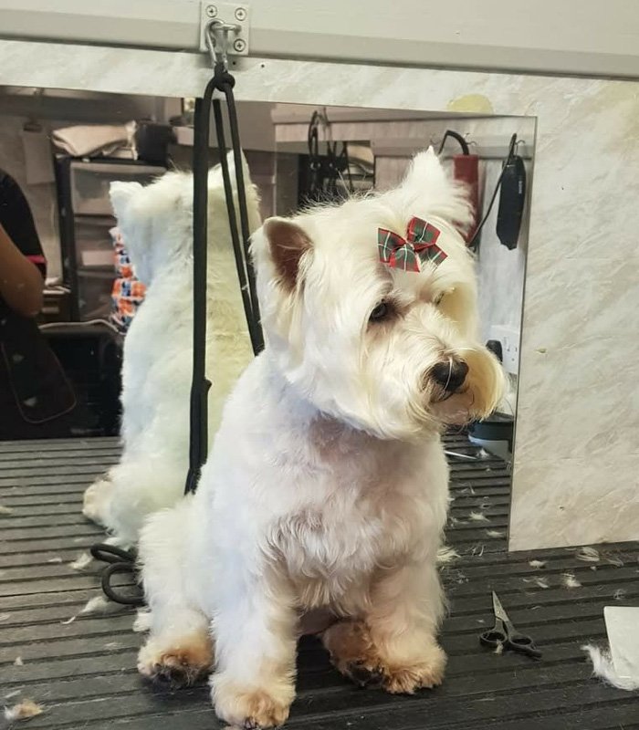 Dog and Cat Grooming Coventry Poodle & All Breeds Pa.....