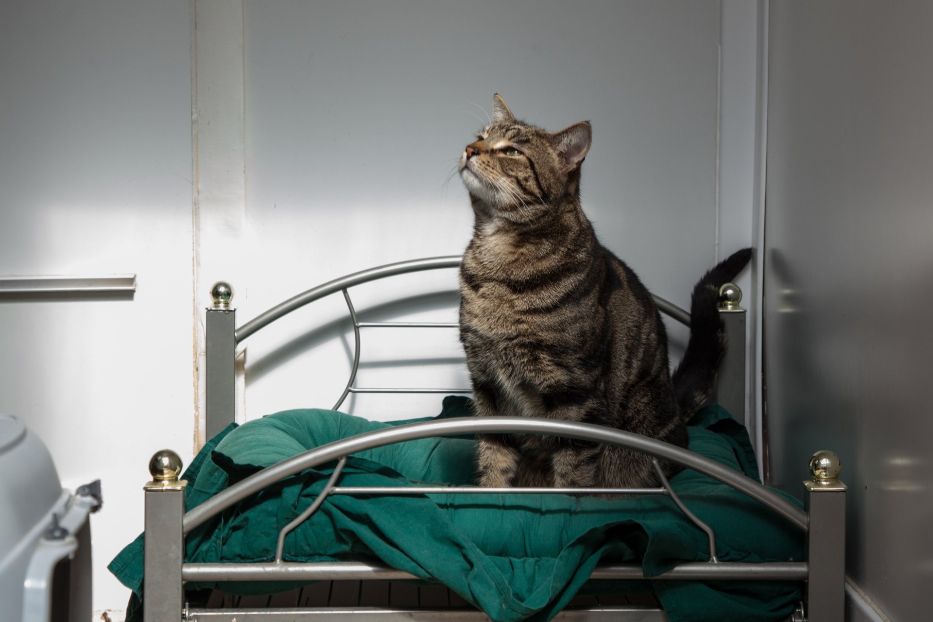 Explore pictures of Brizlincoat Cattery, Birmingham