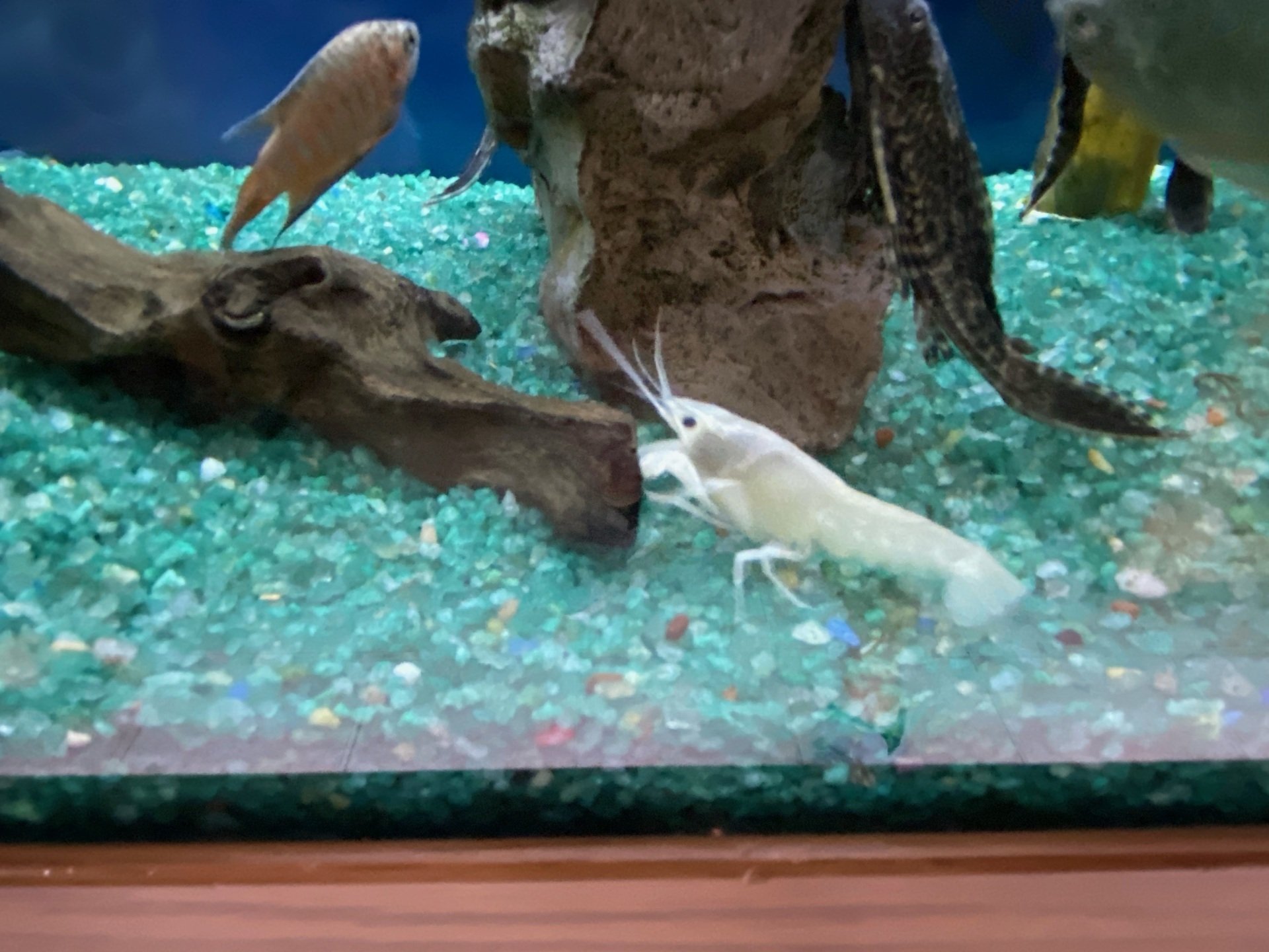 Gallery Metairie, LA Causeway Pets