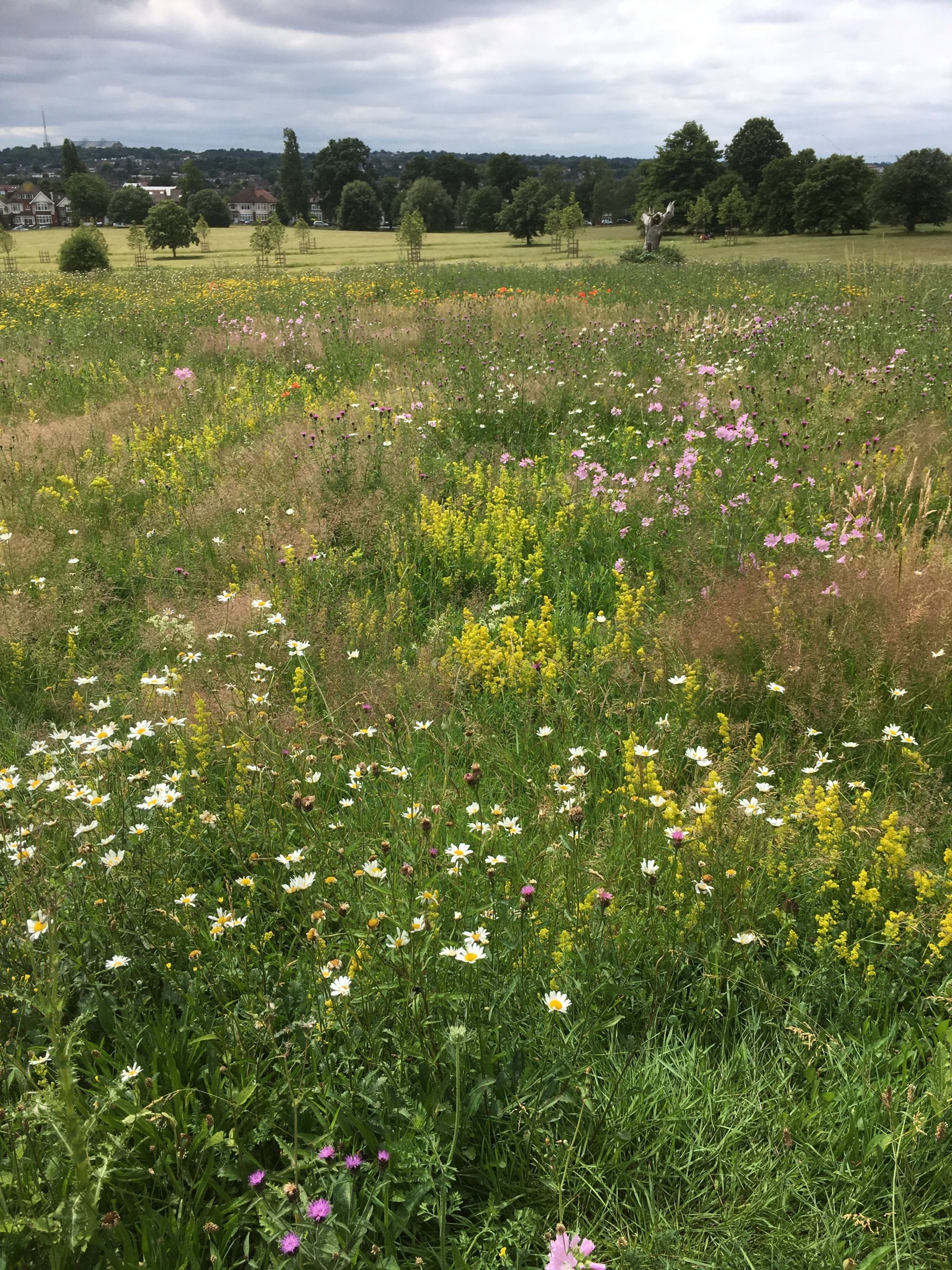 to Friends of Broomfield Park.