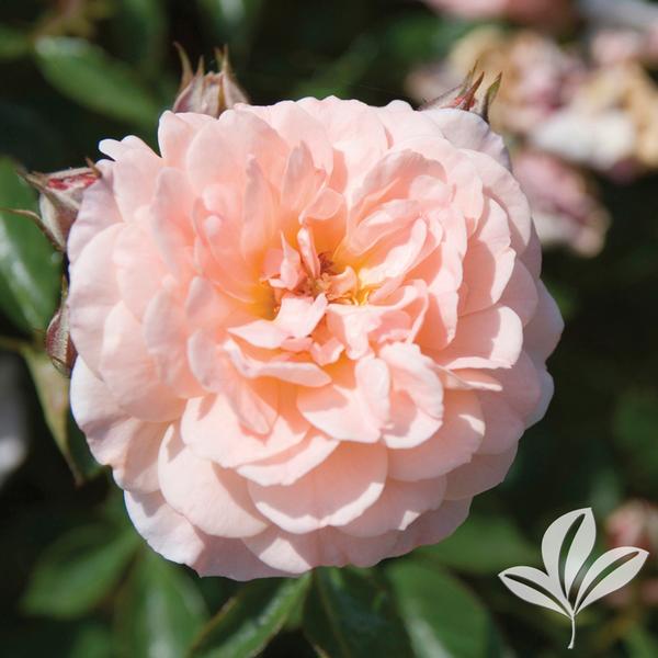 My Top 10 Favorite Plants for Houston Weather