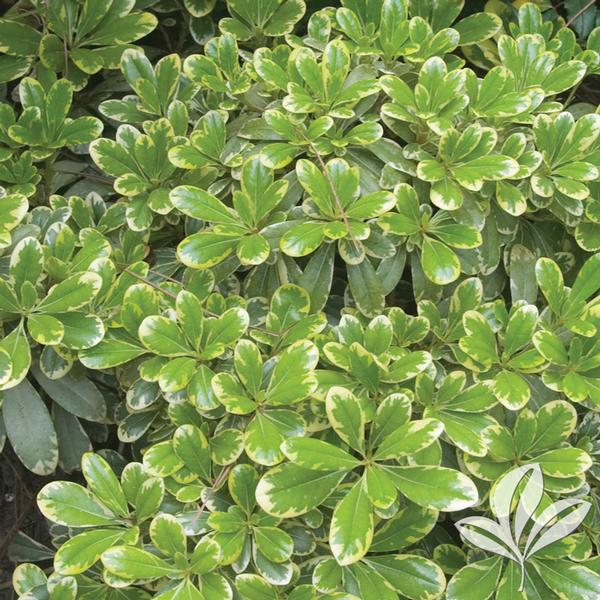 My Top 10 Favorite Plants for Houston Weather