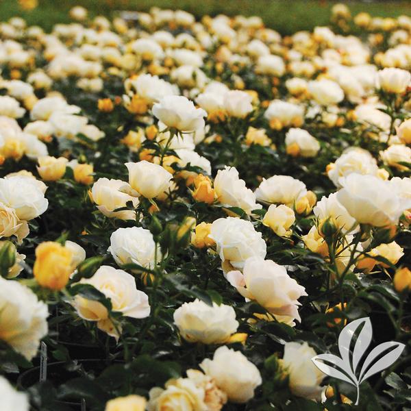 My Top 10 Favorite Plants for Houston Weather