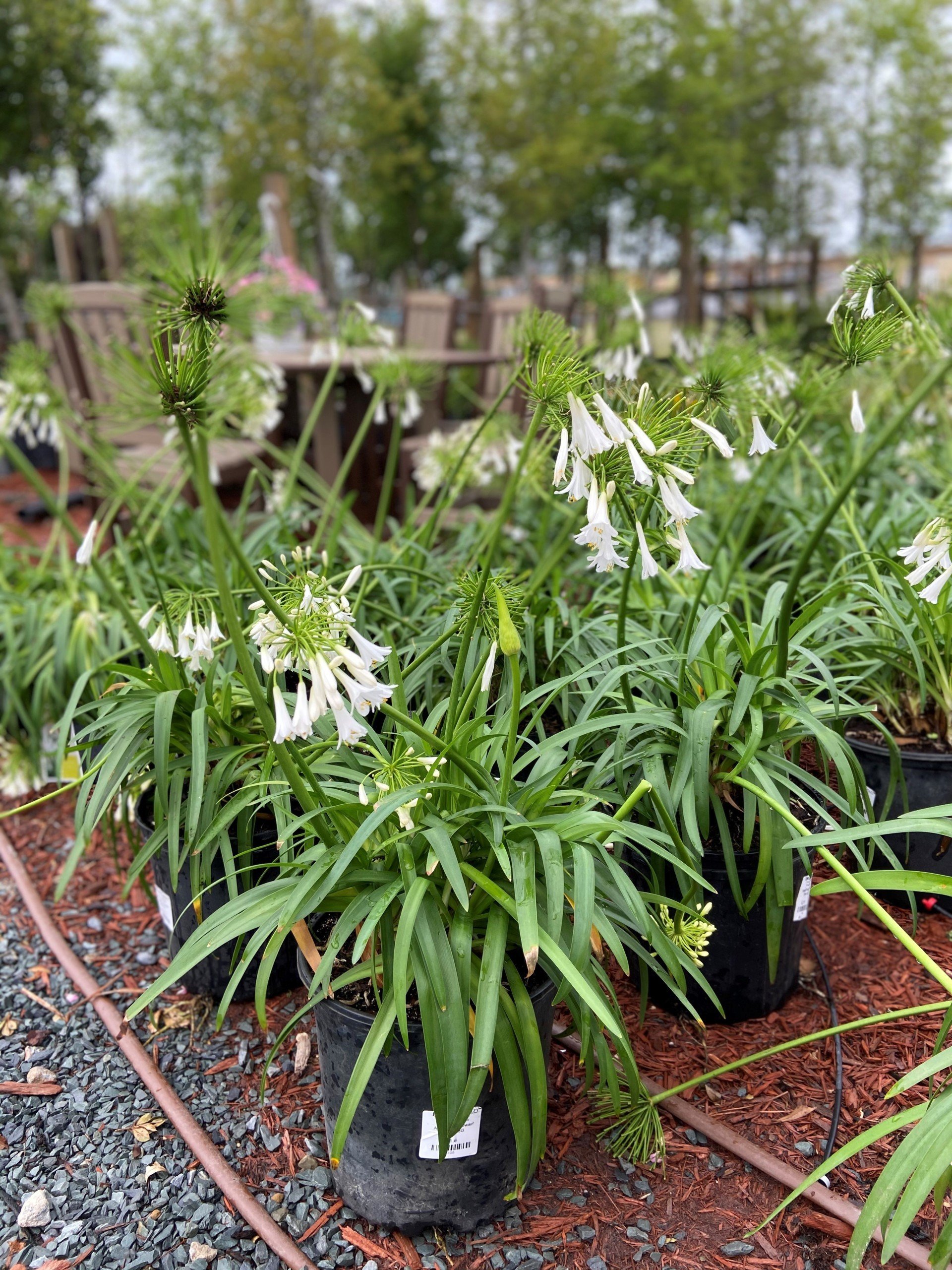 Landscaping/Plant Nursery Company Wilmington and Leland, NC Bloomin