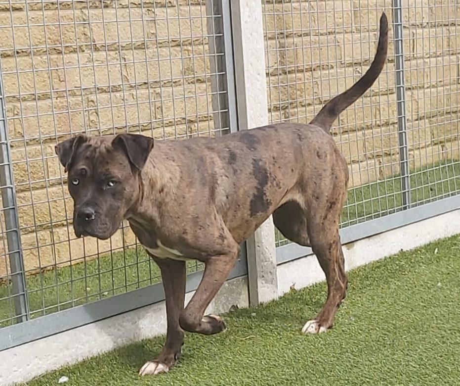 Dogs For Adoption in Sheffield The Cliffe Kennels