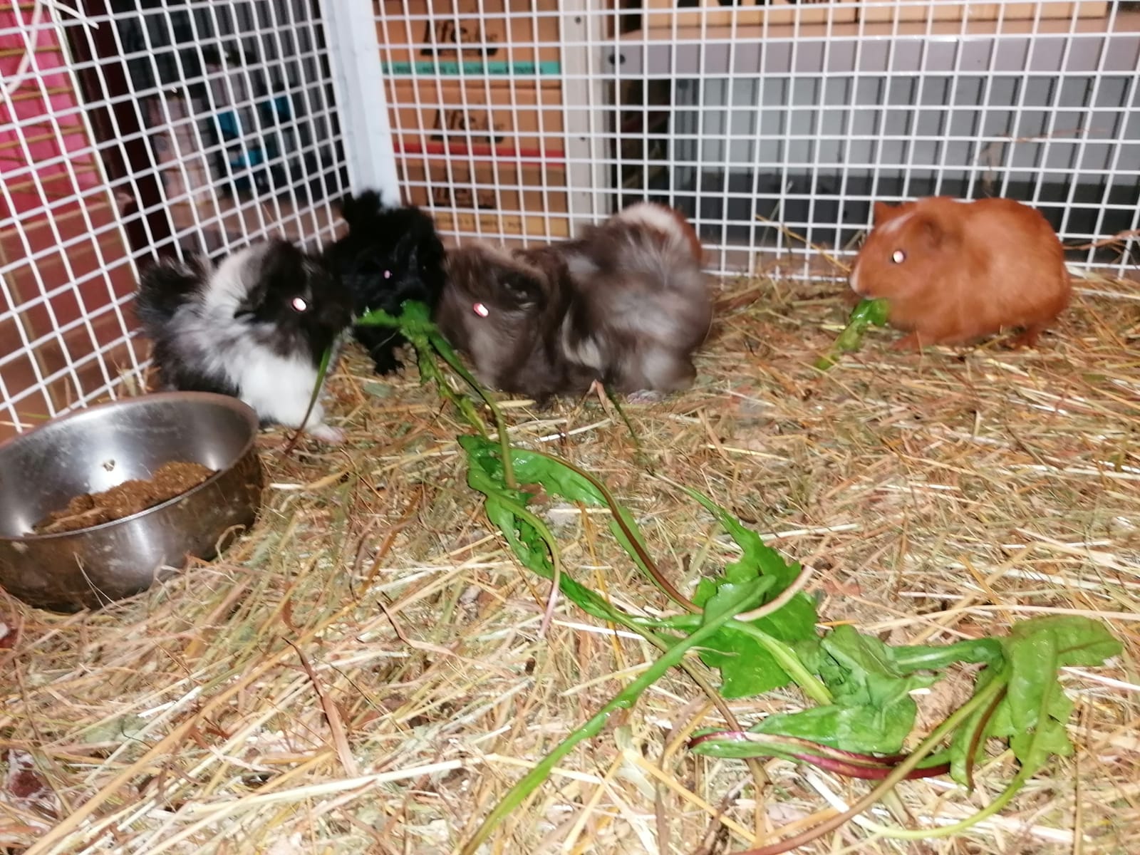 Toelettatura Milano Argo pet shop