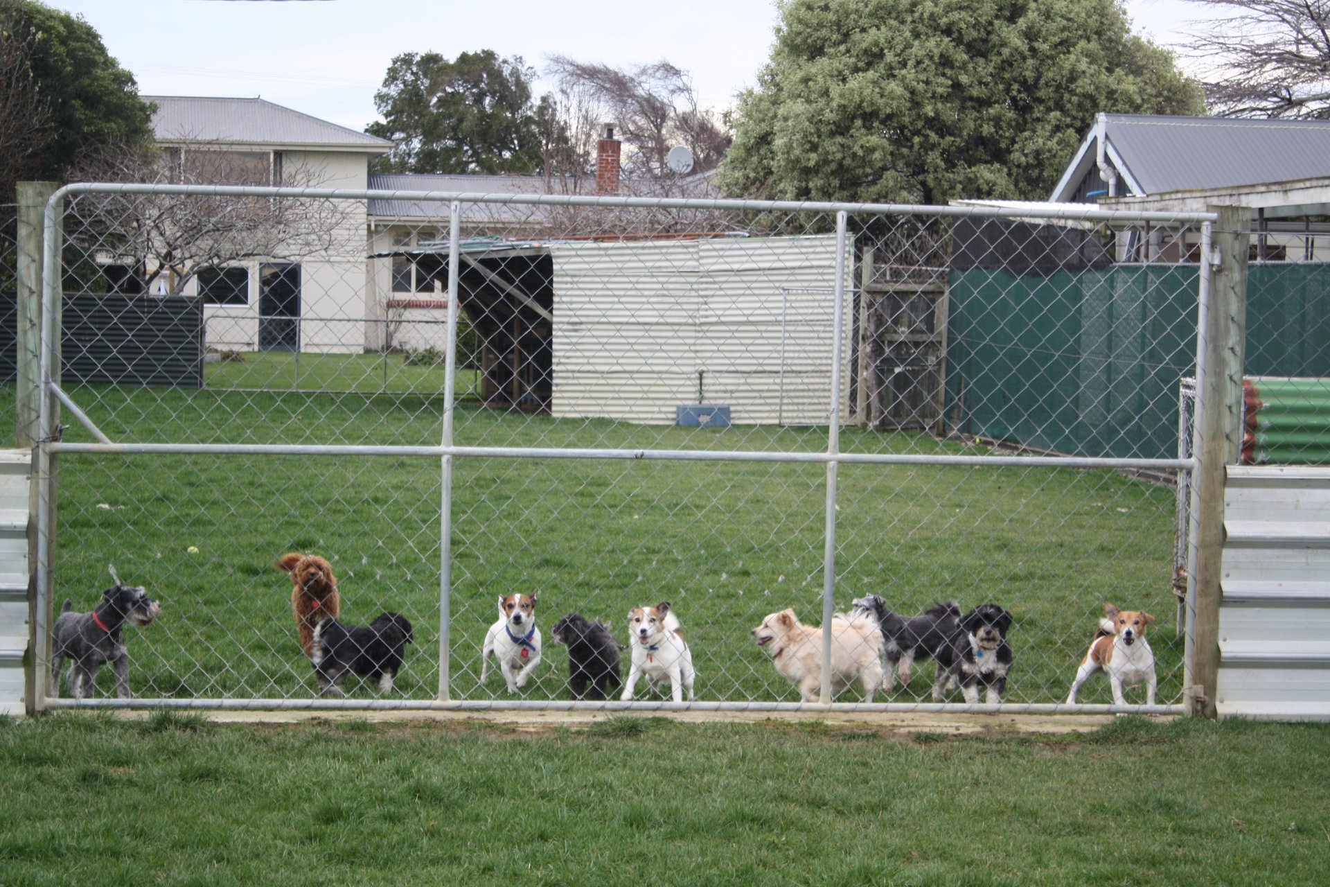 Pet Carers Invercargill, NZ Lornewood Kennels & Cattery