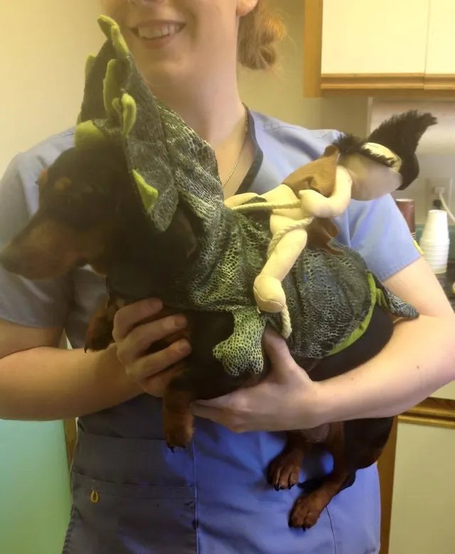 Services Animal Clinic in Spartanburg, Roebuck & Boiling Springs, SC
