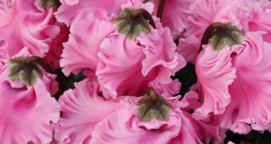 Plants and flowers from Phillimore Garden Centre