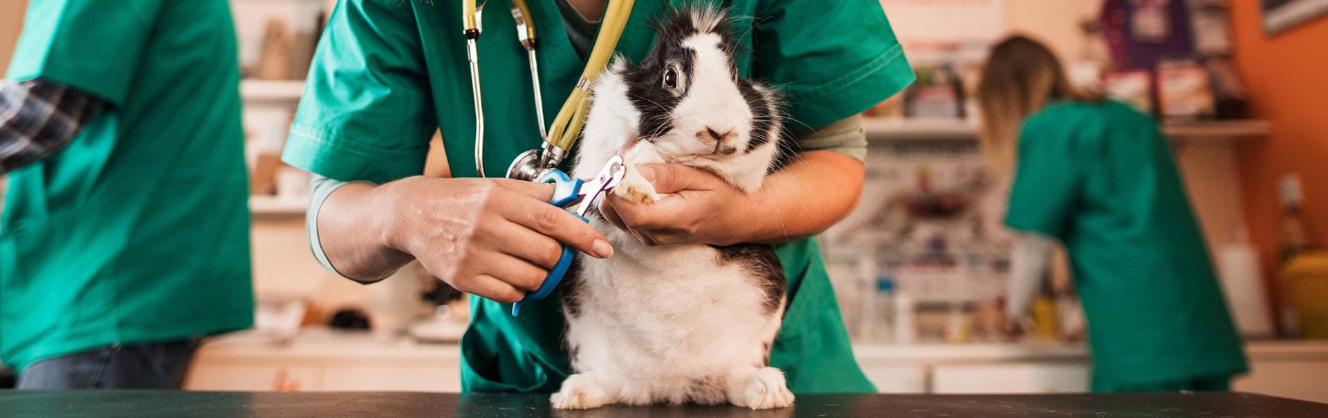 Animal Care Hospital