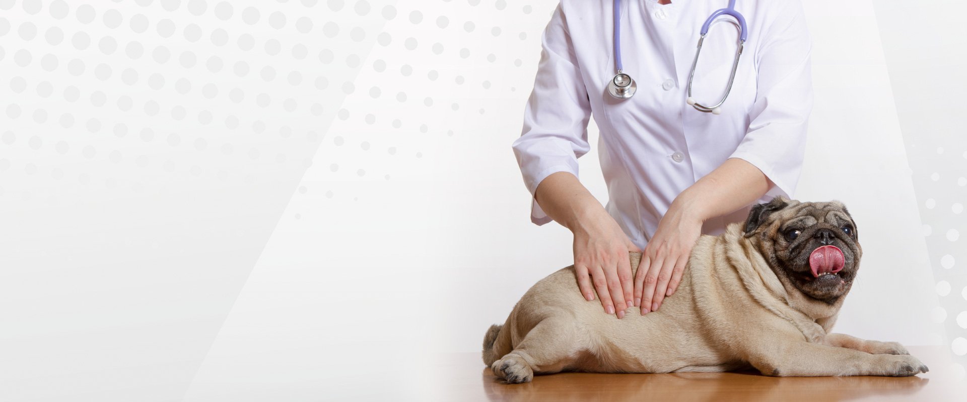 Affordable Veterinary Care Hilton, NY Hilton Veterinary Hospital