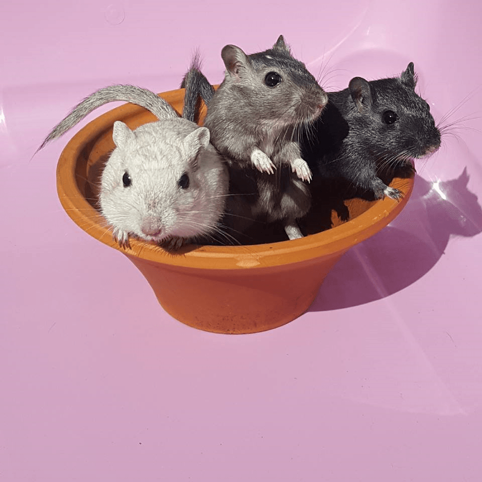 Home [www.gerbilandrodentrescue.co.uk]