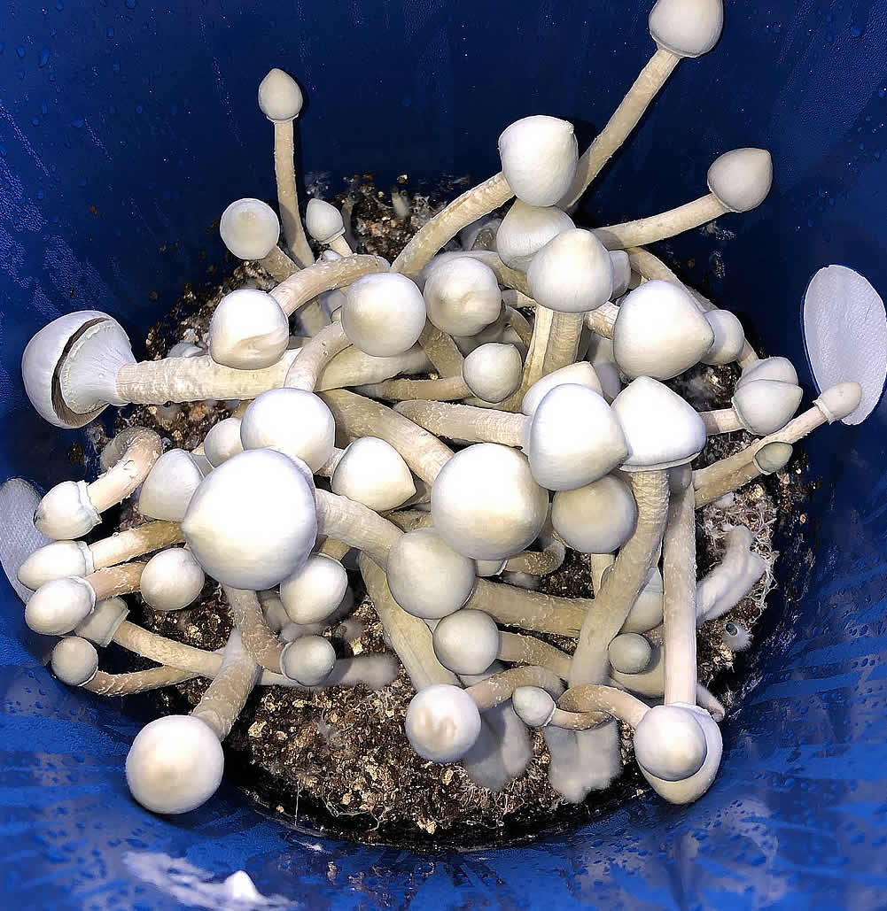 Jack Frost Strain Liquid Culture