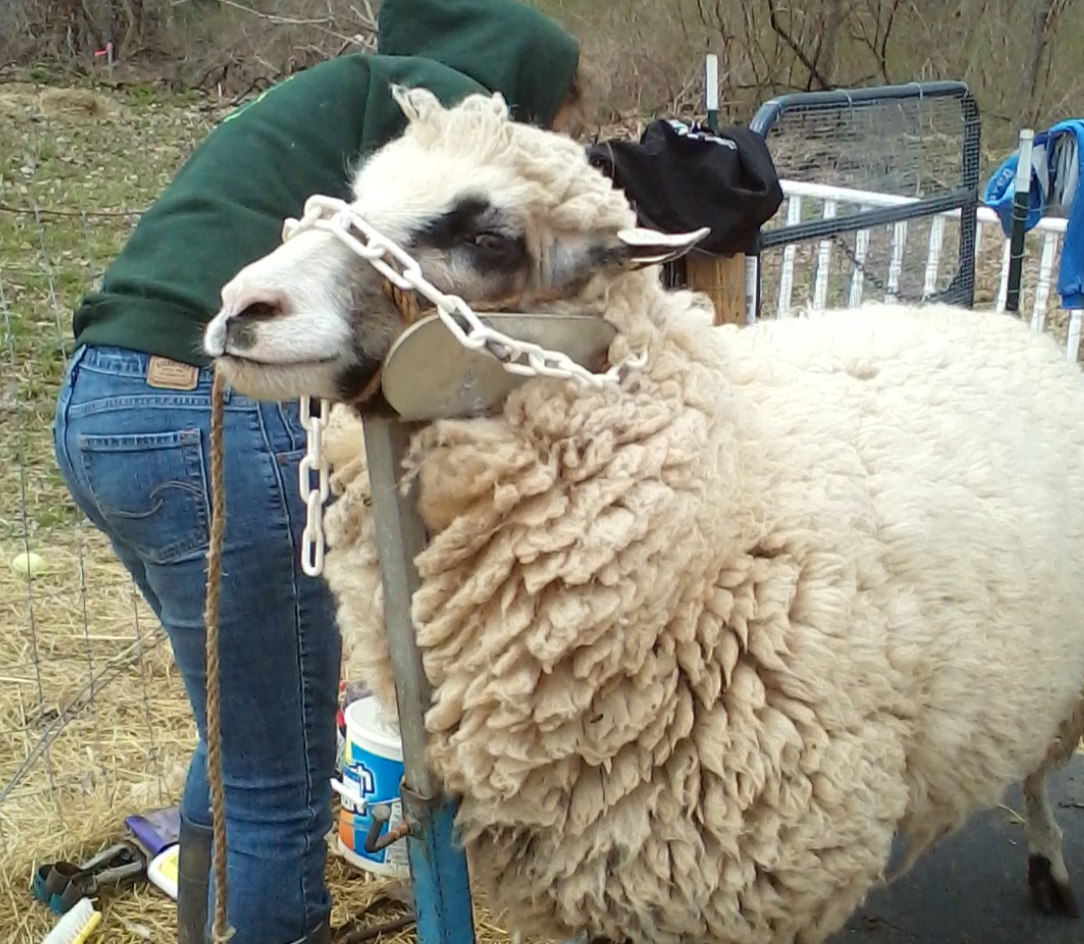 Events Ebb Tide Kennels & Stables